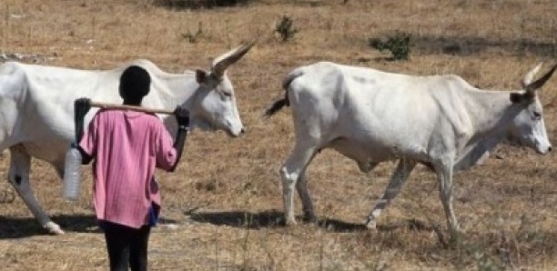 Louga : un berger de 15 ans tranche la gorge de son camarade lors d’une dispute dans la brousse