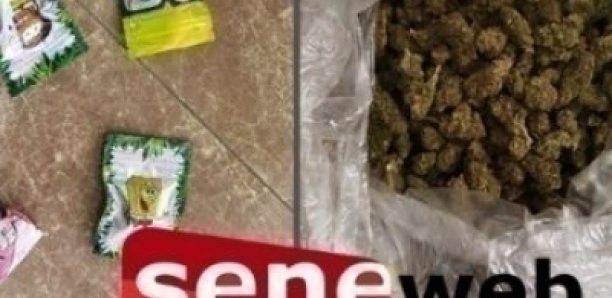 Foirail de Sicap Mbao : 75 képas de kush saisis, l'un des trafiquants dissimule la drogue dans...