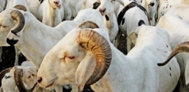 Tabaski: 80.000 têtes de moutons attendus dans la région de Kaffrine