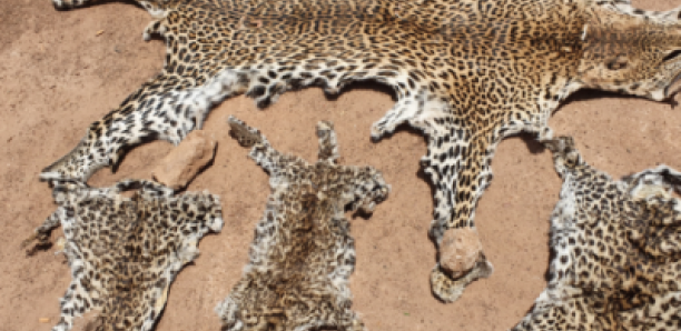 Criminalité faunique : Le trafic de peaux de léopard persiste à Kédougou