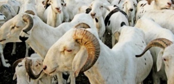 Préparatifs Tabaski : Il détourne l’argent du compte Wave de son ami pour acheter un mouton de 200.000 FCFA