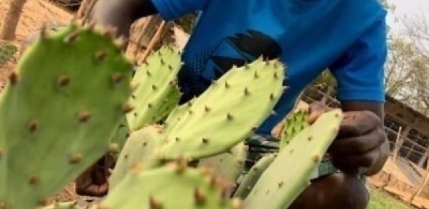 El Hadj Malick Sagn crée de l'électricité avec du cactus a bambey