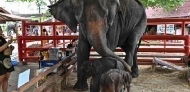 Thaïlande : rare naissance d'éléphants jumeaux