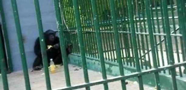 Grosse perte pour le Parc de Hann: le gorille surnommé King Kong mort depuis lundi