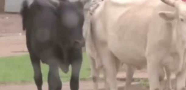 Insolite: Un troupeau de vaches en divagation dicte sa loi au BRT