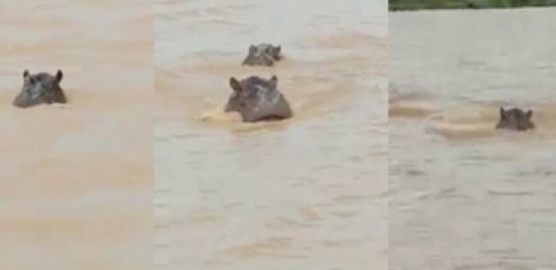 Alerte à Badi : des mouvements d’hippopotames signalés hors du fleuve Gambie