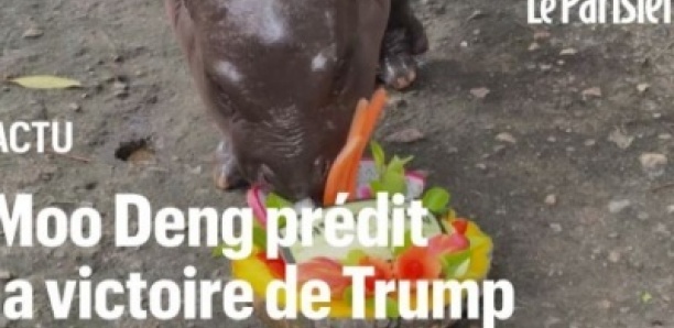 Moo Deng l’hippopotame prédit la victoire de Donald Trump