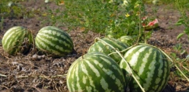 Un jeune berger arrache la vie de son ami pour des fruits volés