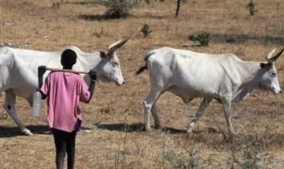 Louga : Un Berger De 15 Ans Tranche La Gorge De Son Camarade Lors D’une Dispute Dans La Brousse