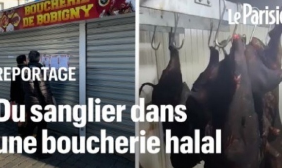 « On N’est Pas Respectés ! » : Des Sangliers Retrouvés Dans Une Boucherie Halal Du 93