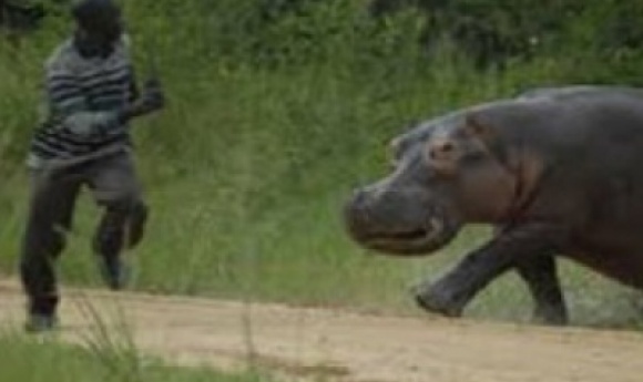 Tamba : Alerte à Gouloumbou, Un Hippopotame Réapparaît