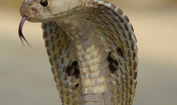 [video] Un Match Arrêté Par Un... Cobra