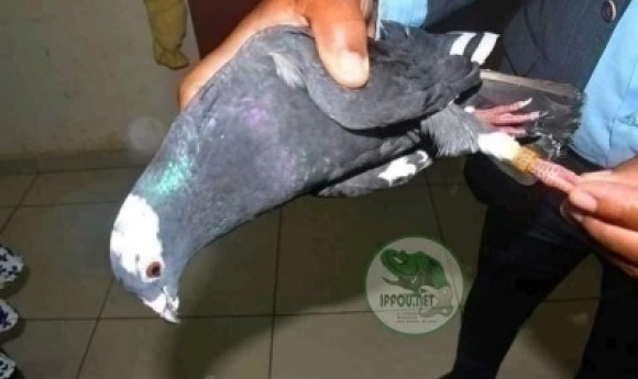 Insolite : Un Pigeon Griffé  «sénégal» Atterrit Dans Une Préfecture En Côte D’ivoire