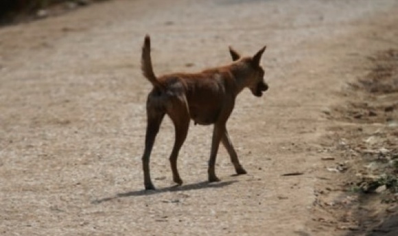 Bignona : Une Vaste Opération D'abattage Les Chiens Errants Débute Ce Lundi Nuit