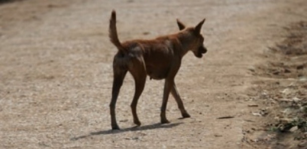 Bignona : Une vaste opération d'abattage les chiens errants débute ce lundi nuit
