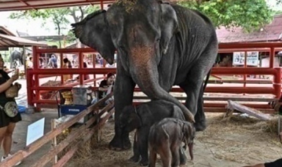 Thaïlande : Rare Naissance D'éléphants Jumeaux