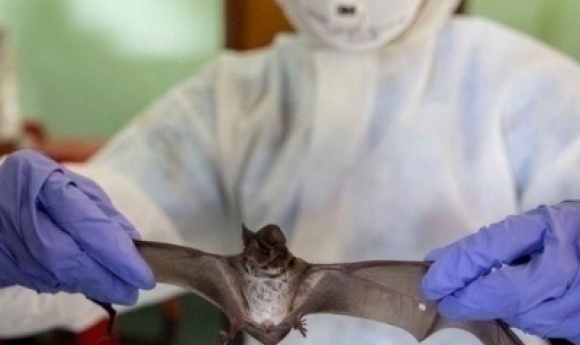 Fuite De Documents : Des Scientifiques De Wuhan Voulaient Libérer Des Coronavirus Dans Des Chauves-souris