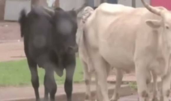 Insolite: Un Troupeau De Vaches En Divagation Dicte Sa Loi Au Brt