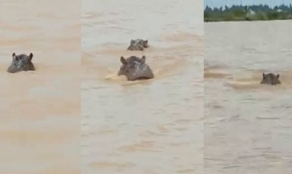 Alerte à Badi : Des Mouvements D’hippopotames Signalés Hors Du Fleuve Gambie