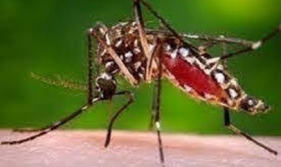 Alerte Dengue à Pikine : 57 Cas Enregistrés Entre Août Et Octobre