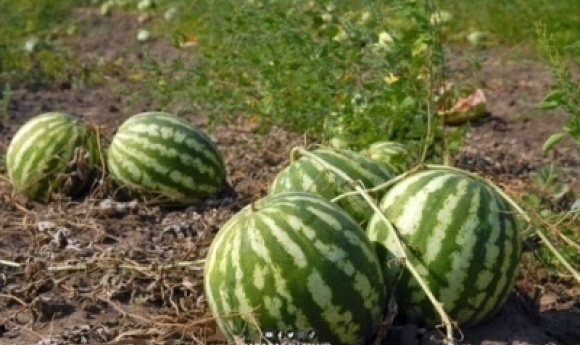 Un Jeune Berger Arrache La Vie De Son Ami Pour Des Fruits Volés