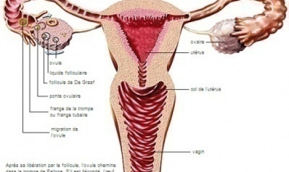 Kawtef – 2 Adolescentes Vendent Leurs Ovaires Et Leurs Ovules