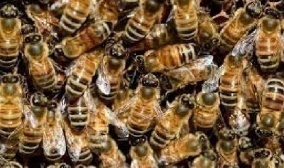 Invasion D’abeilles à Mbacké: Trois (03) Personnes évacuées à L’hôpital