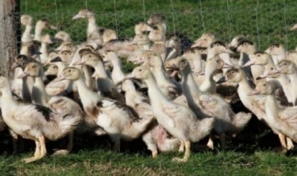 États-unis: Un Premier Cas Grave De Grippe Aviaire Détecté Chez L'homme